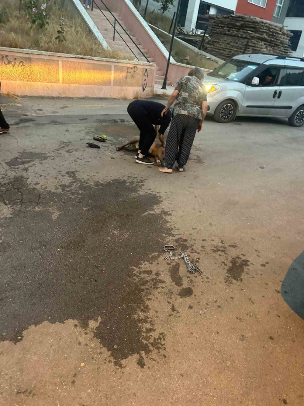 Ağızlıksız dolaştırılan pitbull, sahibine saldırdı