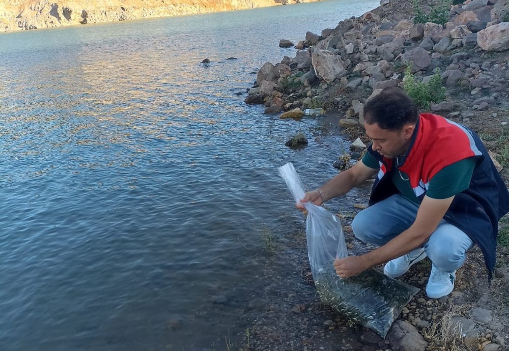 Beyşehir’in göletlerine yavru sazan takviyesi