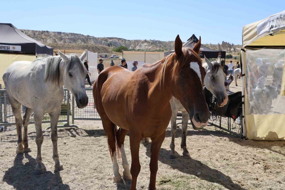Türkiye’nin En Güzel Atları Kapadokya’da Yarıştı