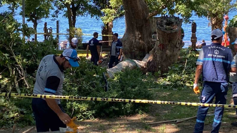 Anıt çınarın dalı üç kişinin üzerine devrildi: Olay anı kamerada