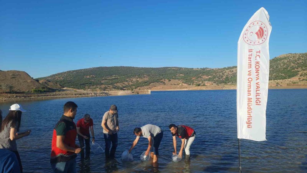 Konya Bozkır'da 227 Bin Yavru Sazan Balığı Baraj ve Göletlere Bırakıldı