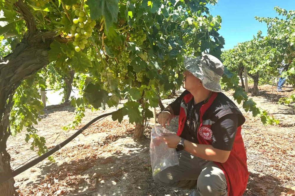 Manisa’da “Superior Seedless” Üzüm İçin Hasat ve İhracat Tarihi Açıklandı