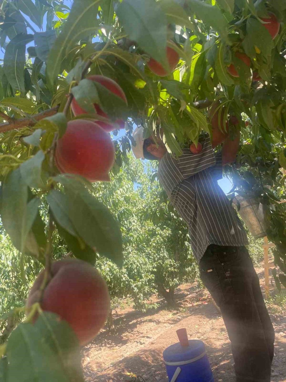 Gürsu Ovası'nda Şeftali Hasadı Başladı: Toptan Fiyatlar 100 Lirayı Buldu