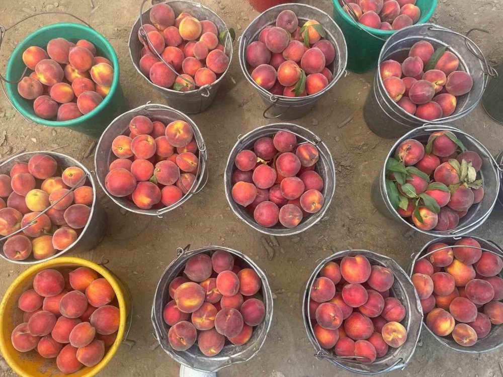 Gürsu Ovası'nda Şeftali Hasadı Başladı: Toptan Fiyatlar 100 Lirayı Buldu