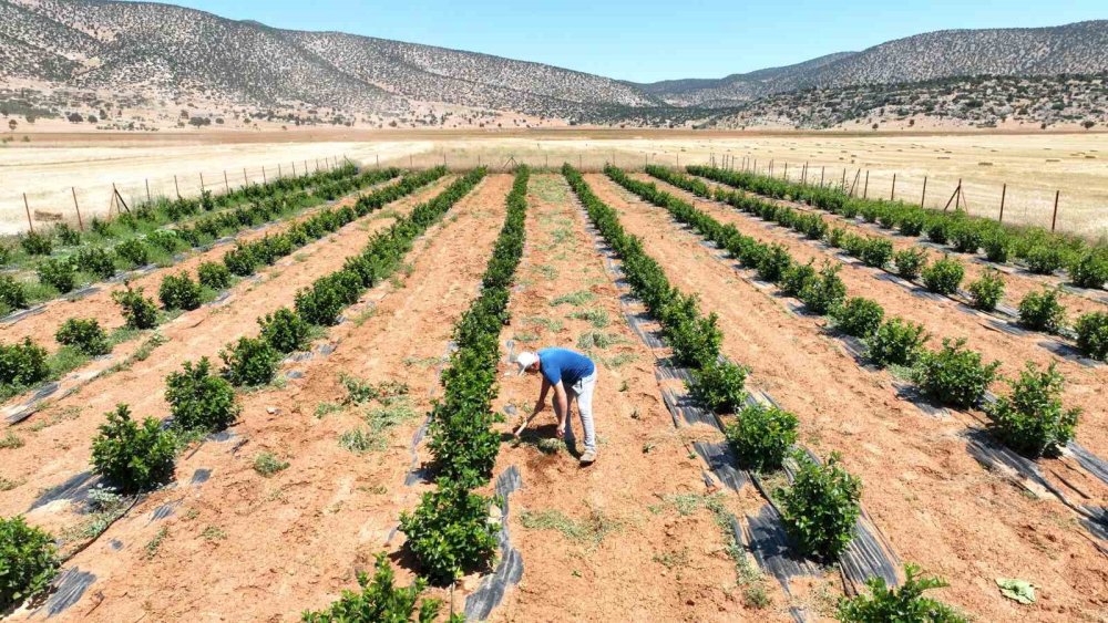 Susuzluk sona erdi, Beğiş Mahallesi tarımla yeniden buluştu