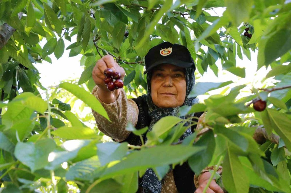 Konya’da Kiraz Hasadında Büyük Kayıp: Rekolte Yüzde 90 Azaldı