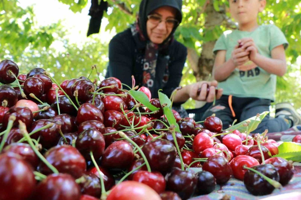 Konya’da Kiraz Hasadında Büyük Kayıp: Rekolte Yüzde 90 Azaldı