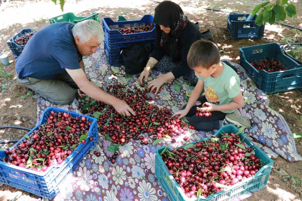 Konya’da Kiraz Hasadında Büyük Kayıp: Rekolte Yüzde 90 Azaldı