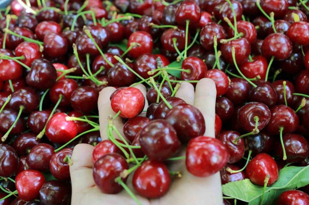 Konya’da Kiraz Hasadında Büyük Kayıp: Rekolte Yüzde 90 Azaldı
