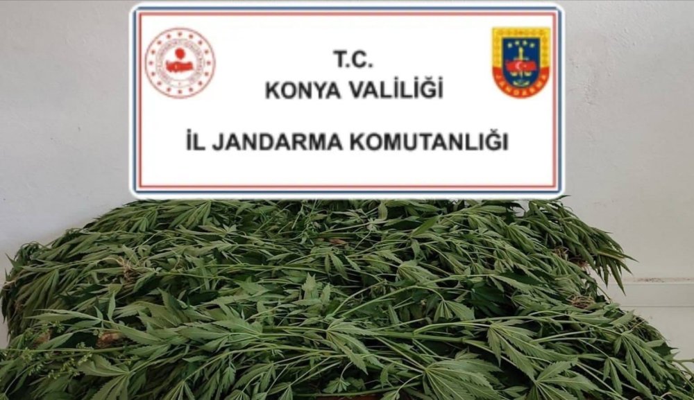 Mısır tarlasına ektiği 400 bin kök kenevir imha edildi