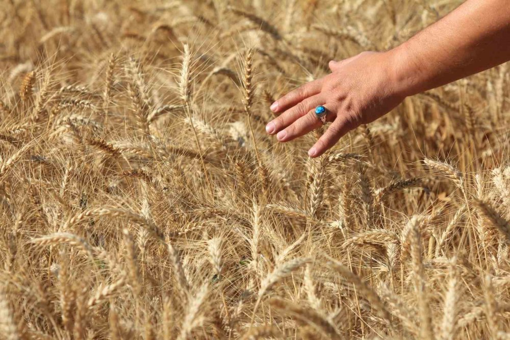 Amerika Türkiye'den 16 milyon ton buğday bekliyor