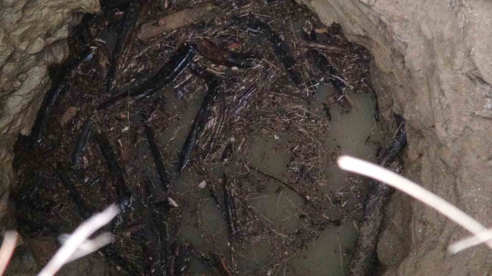 Gebe inek definecilerin kazdığı kuyuya düştü: Kurtarmak saatler sürdü
