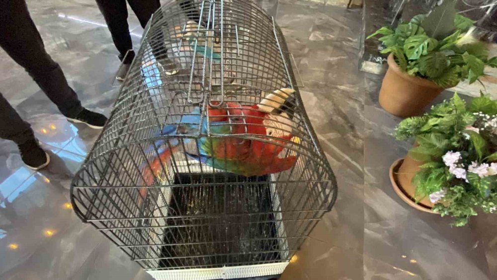 Restorana papağan operasyonu