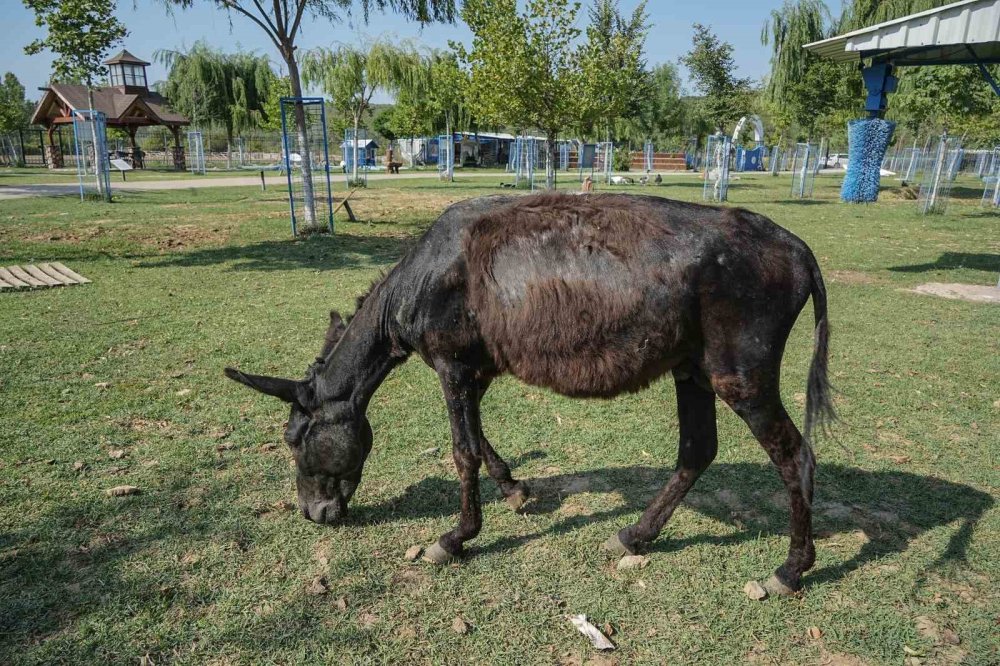 Yangından kurtarılan hayvanlar tedaviye alındı