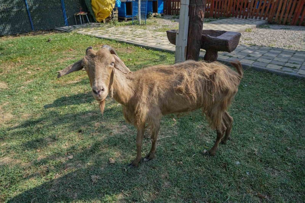 Yangından kurtarılan hayvanlar tedaviye alındı