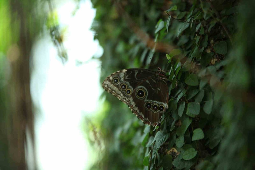 Konya kelebeğin ana vatanı oldu