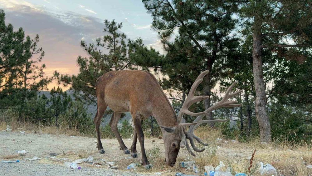 Doğal yaşam alanını bıraktı, karayolu kenarında yaşamaya başladı