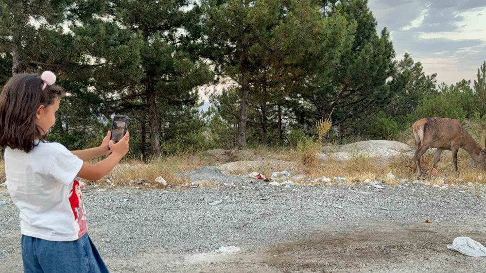 Doğal yaşam alanını bıraktı, karayolu kenarında yaşamaya başladı