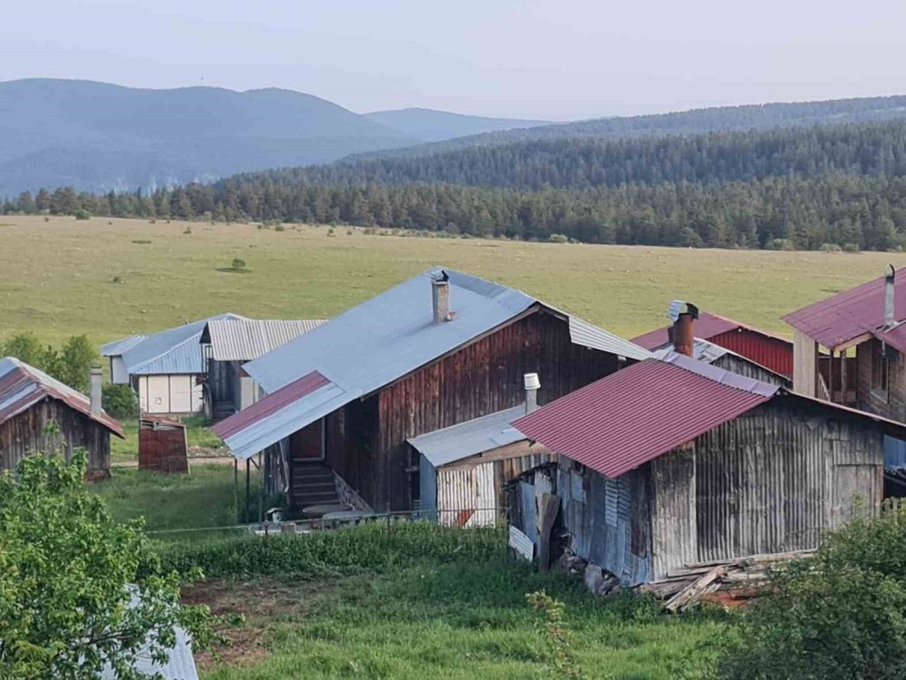 Ankara’nın yılkı atları kameralara yakalandı