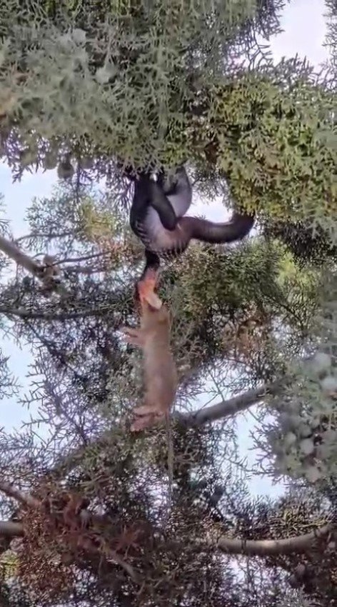 Fareyi yutmaya çalışan yılanla göz göze geldi