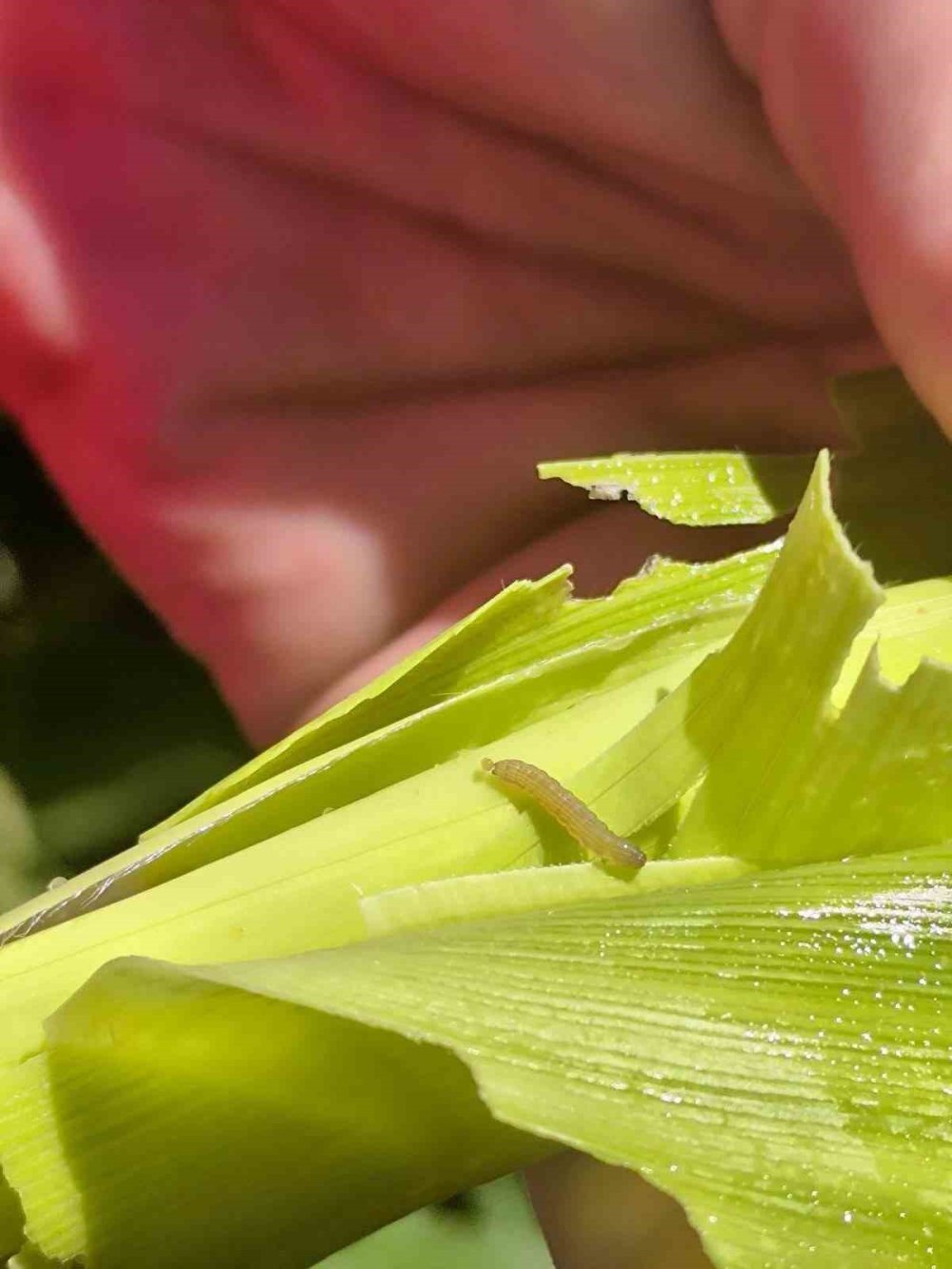 Konya'da Hasat ve Biçerdöver Denetimleri Sürüyor