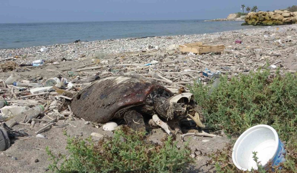 Sahilde endişelendiren görüntü: Balıklar karaya vurdu