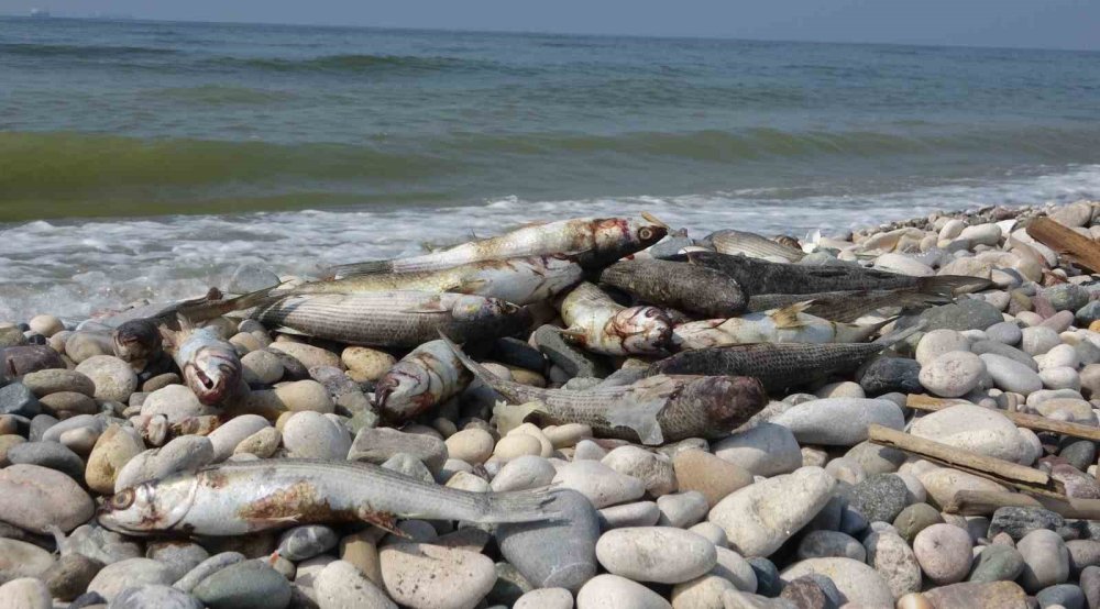 Sahilde endişelendiren görüntü: Balıklar karaya vurdu