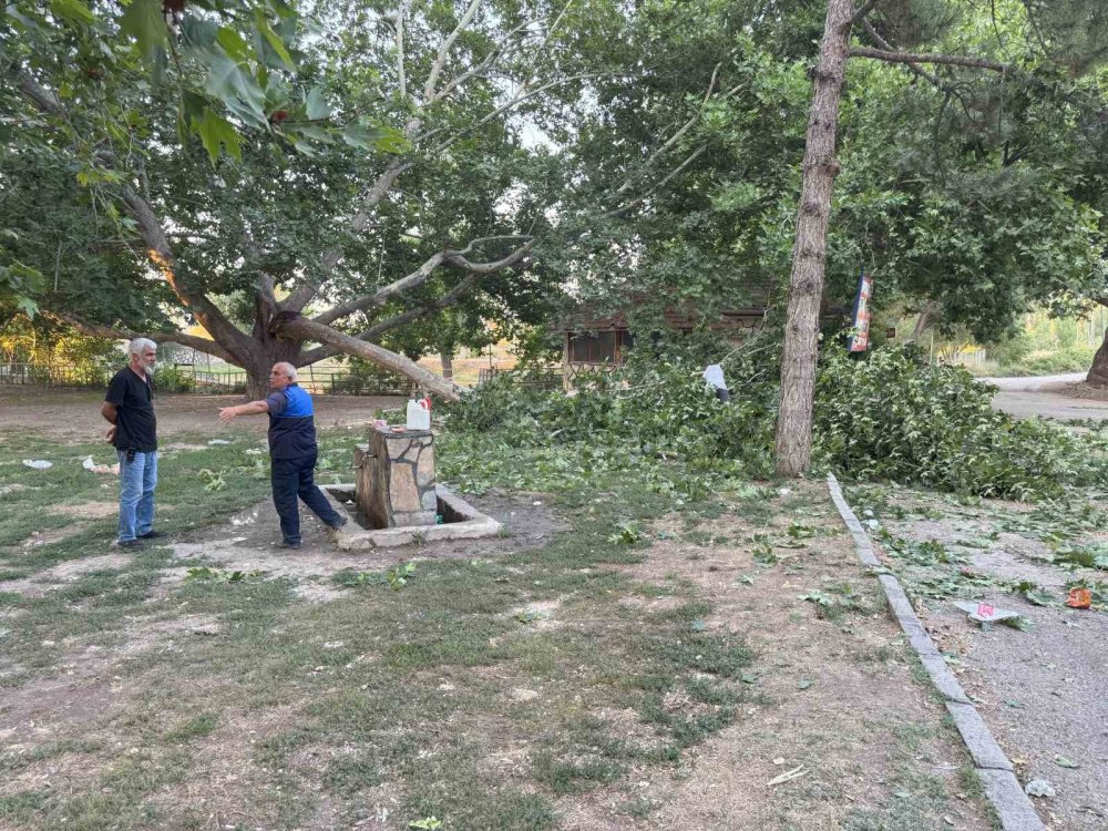 Çınar ağacının dalı piknik yapanların üzerine devrildi: 11 yaralı