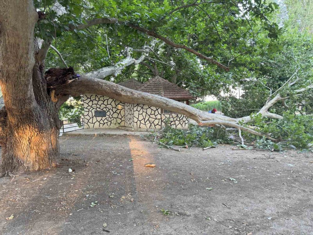 Çınar ağacının dalı piknik yapanların üzerine devrildi: 11 yaralı
