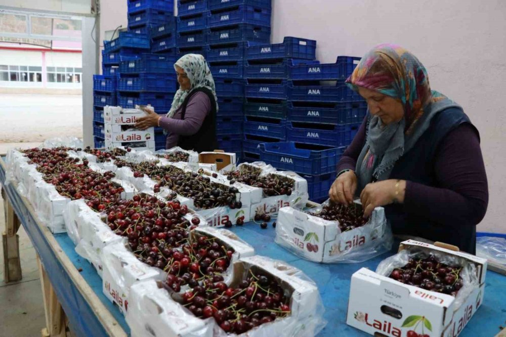 Konya'nın yiyemediği kirazı dünya da yiyemeyecek