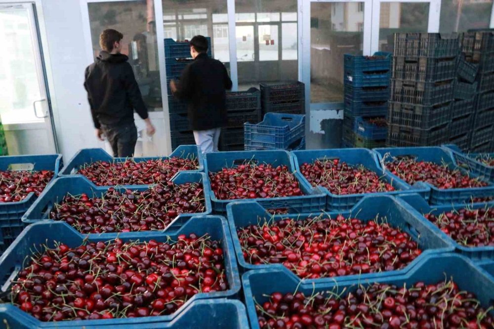 Konya'nın yiyemediği kirazı dünya da yiyemeyecek