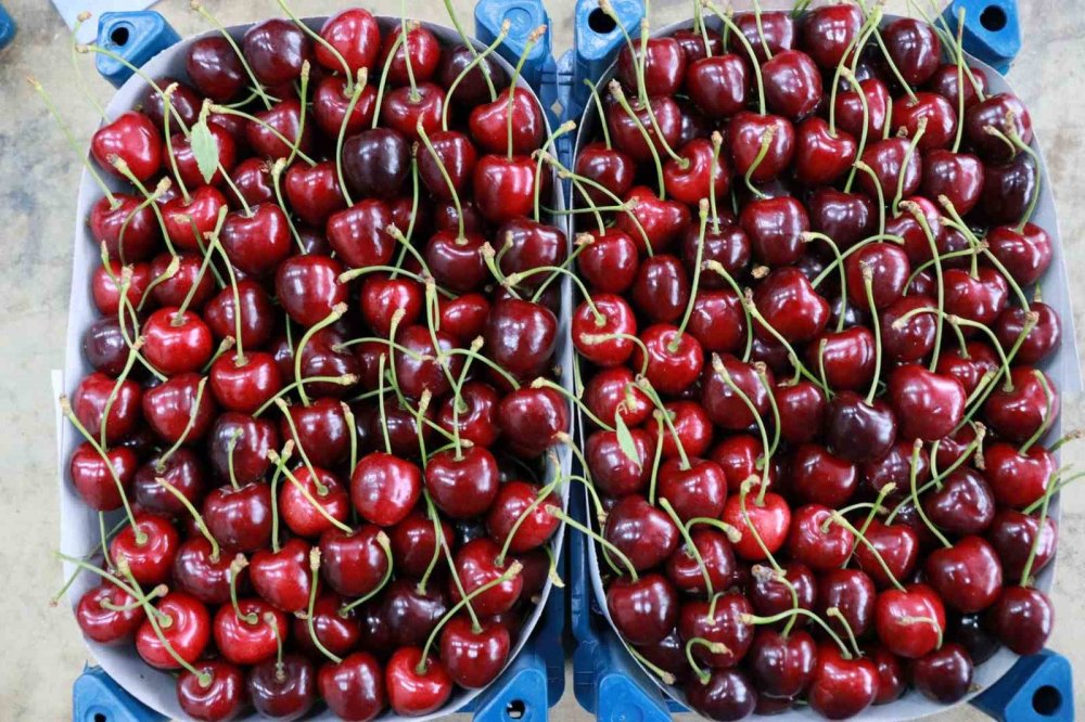 Konya'nın yiyemediği kirazı dünya da yiyemeyecek