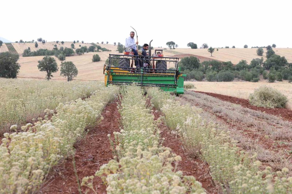 Konyalıya yeni gelir kapısı: Her yer kekik kokacak