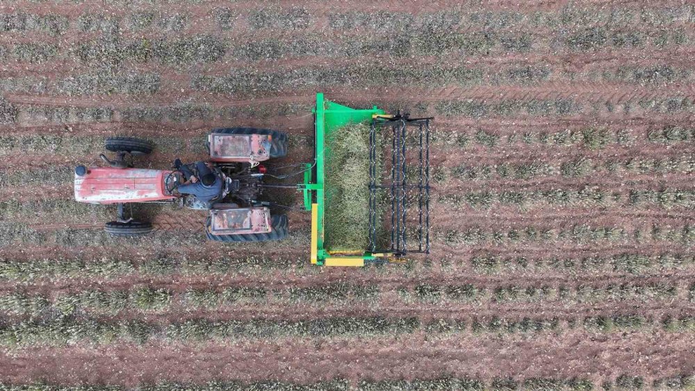 Konyalıya yeni gelir kapısı: Her yer kekik kokacak