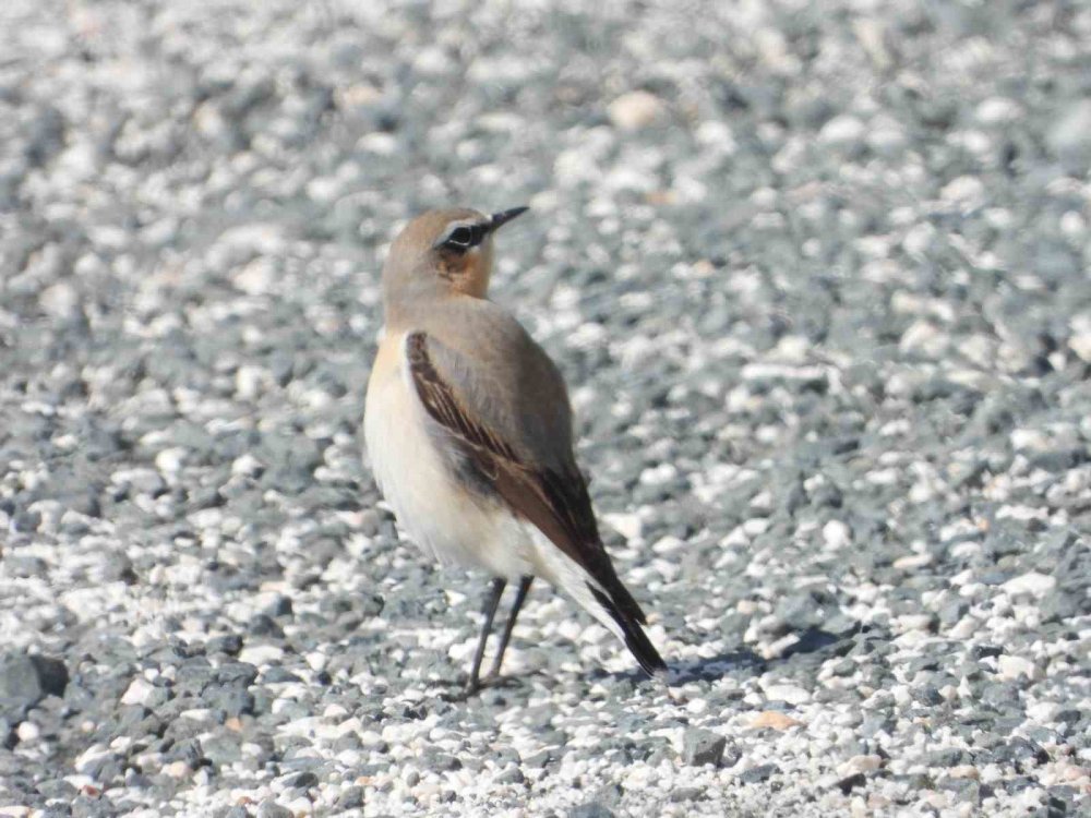 Mileyha'nın geleceği endişelendiriyor
