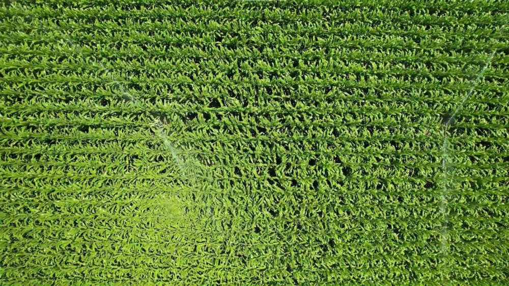 Sıcak Hava ve Nem Alarm Verdi: Çiftçilere Pancar, Soğan ve Mısır Uyarısı