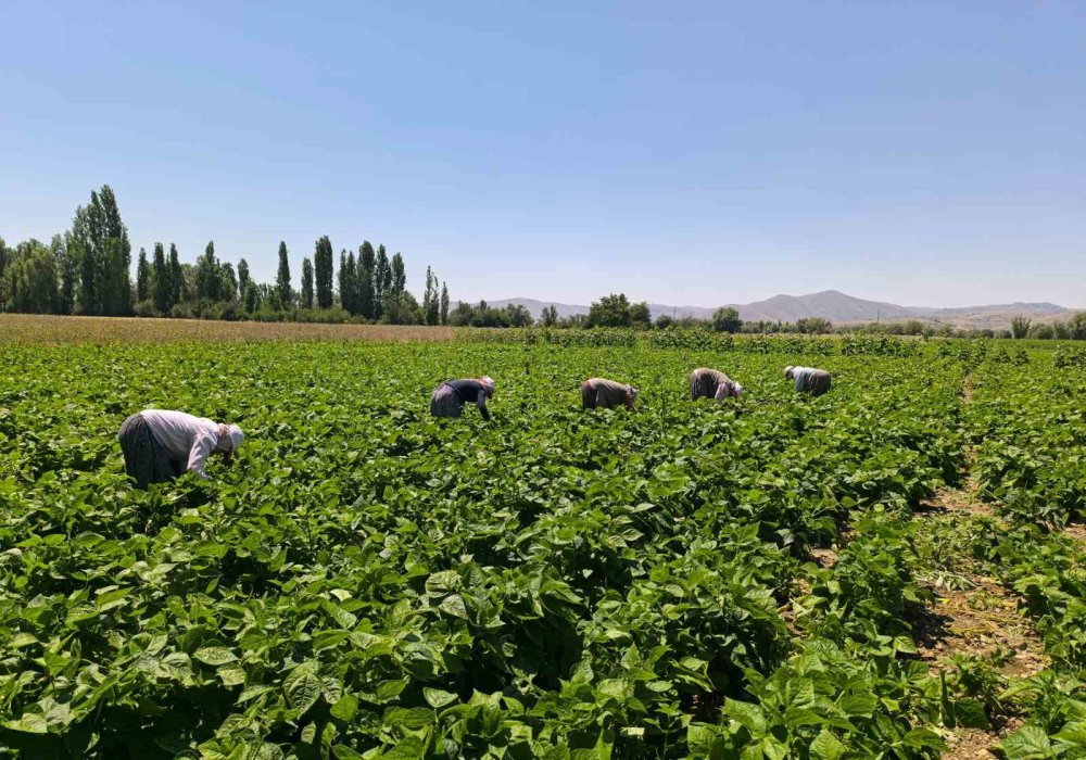 Fasulyede Fiyatlar Düştü, Çiftçinin Umudu İkinci Hasatta