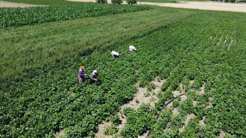 Fasulyede Fiyatlar Düştü, Çiftçinin Umudu İkinci Hasatta