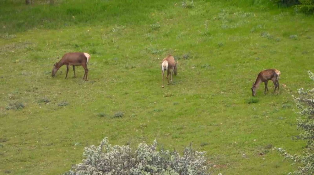 Gümüşhane bu güzelliği konuşuyor
