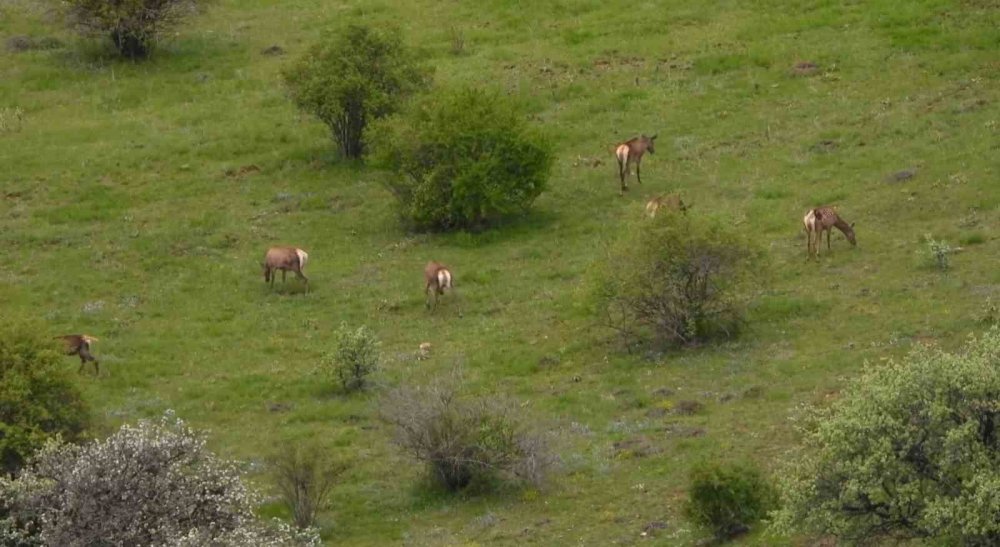 Gümüşhane bu güzelliği konuşuyor