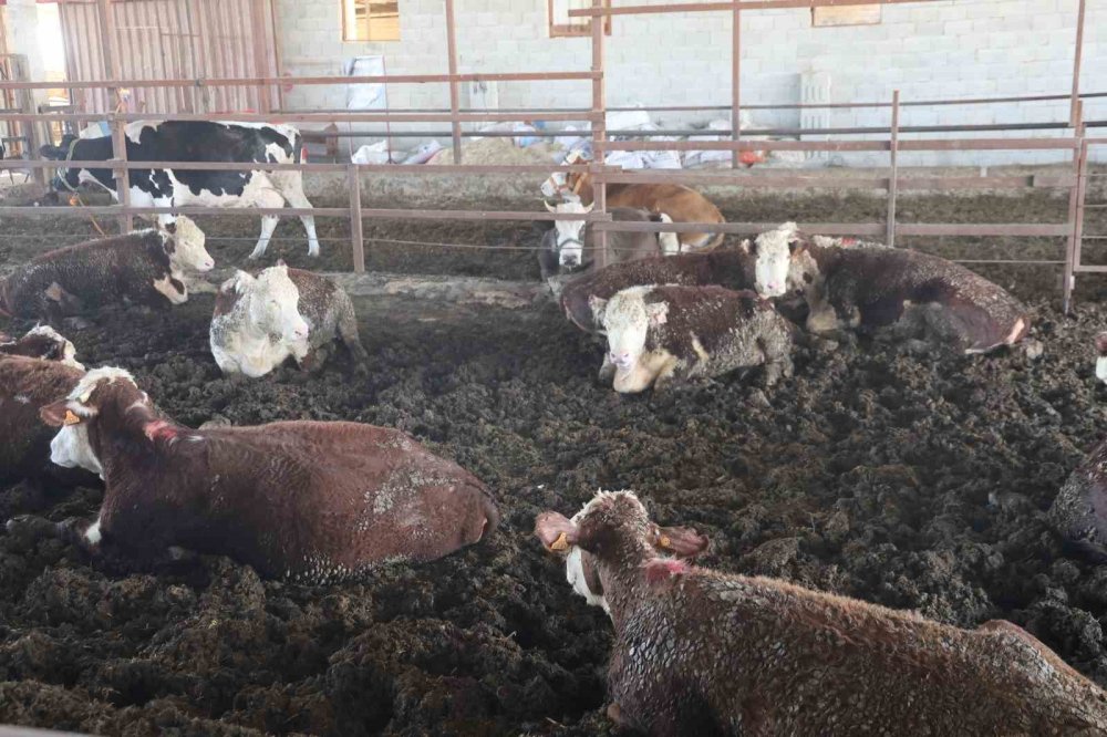 Firar eden angusların sahibi uyardı: Gören kaçsın