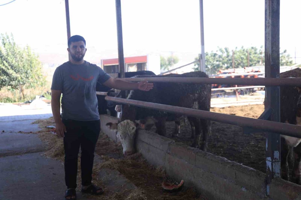 Firar eden angusların sahibi uyardı: Gören kaçsın