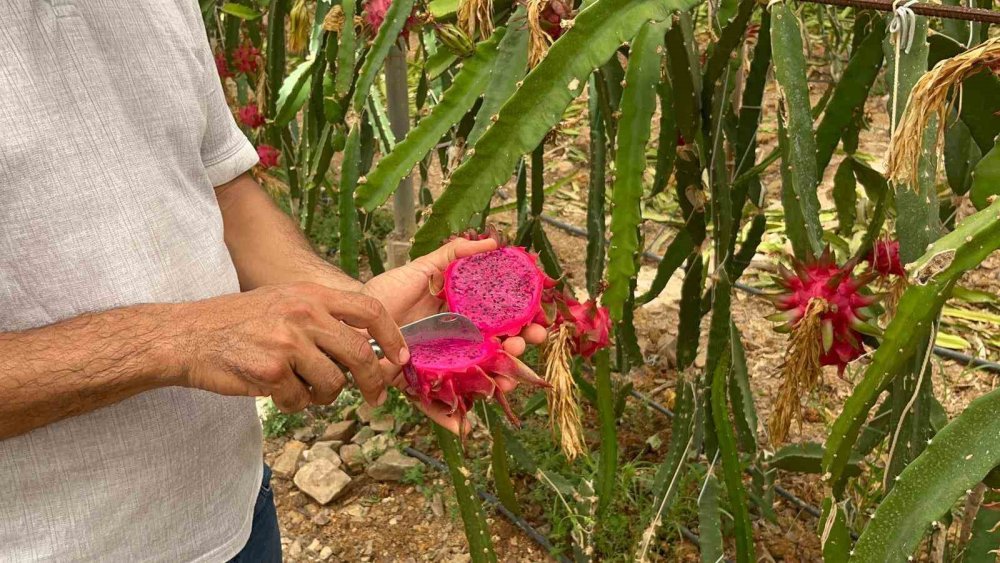 Tropikal Meyvelerde Yeni Gözde: Kilosu 200 TL