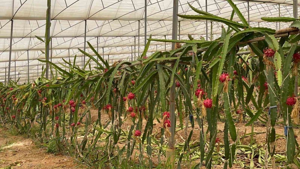 Tropikal Meyvelerde Yeni Gözde: Kilosu 200 TL