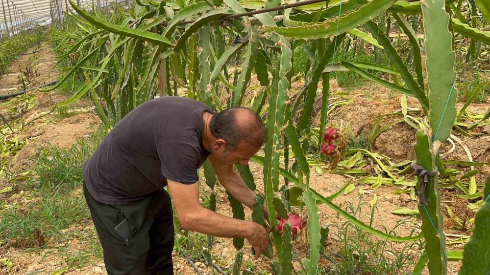 Tropikal Meyvelerde Yeni Gözde: Kilosu 200 TL