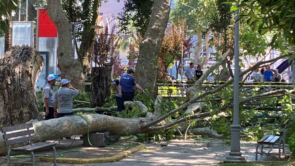 Anıt Çınarın Dalı Üzerine Düşen 18 Yaşındaki Seda Hayatını Kaybetti
