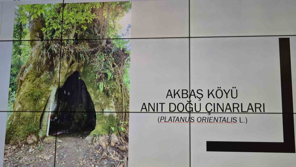 Bartın’da I. Murat döneminde dikilen anıt ağaç bulundu