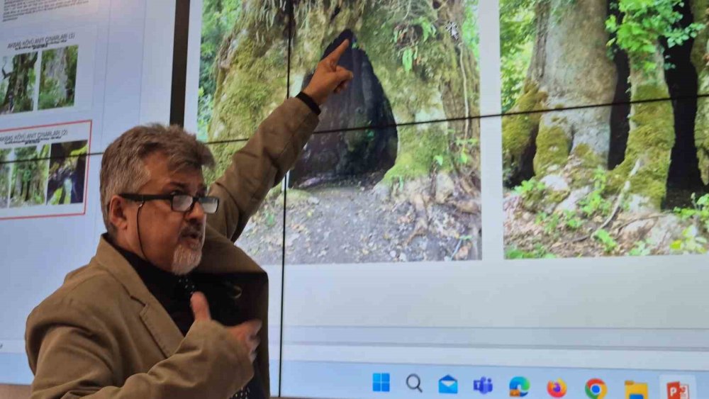 Bartın’da I. Murat döneminde dikilen anıt ağaç bulundu