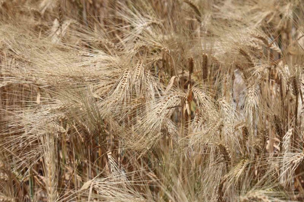 Konya'daki son durum, kritik sürecin habercisi
