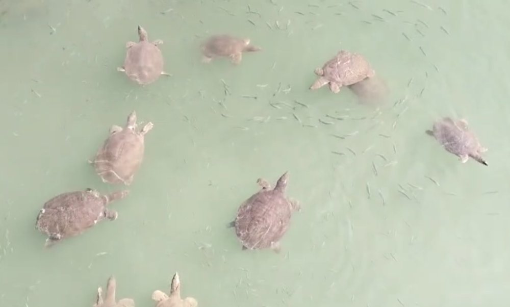 Antalya'da denizde alarm: Hem saldırıyor hem virüs taşıyor